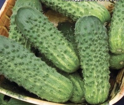Огурец Миранда 5шт (Сиб Сад)