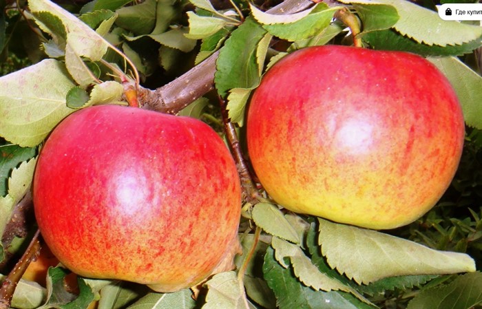 Яблоня Жигулевское