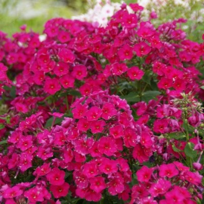 Флокс Кирхенфюрст