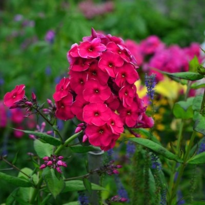 Флокс Кардинал