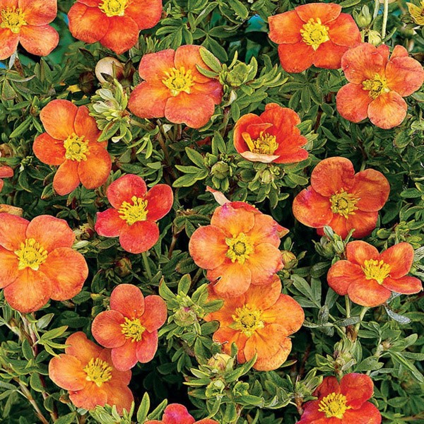 Курильский чай Лапчатка Оранжевый Хоплис