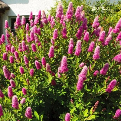 Товар Спирея Билларда