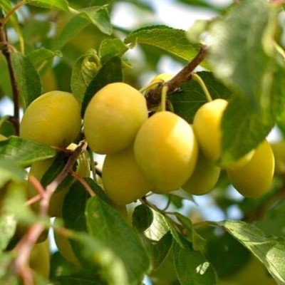 Слива Очаковская желтая