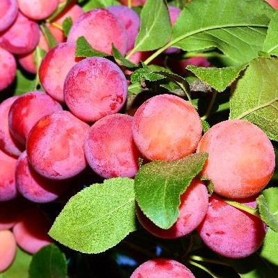 Слива Алтайская Юбилейная