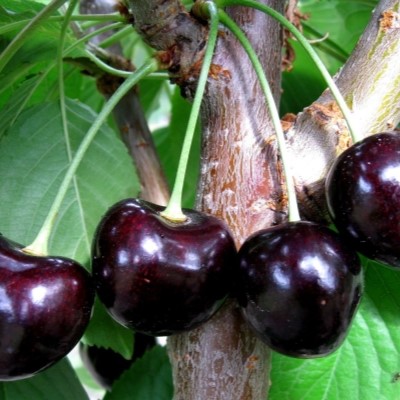 Черешня Ленинградская