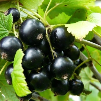 Смородина черная Дачница