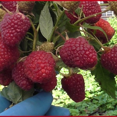 Малина Самохвал ремонтантная