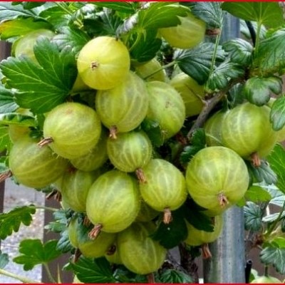 Крыжовник Инвикта