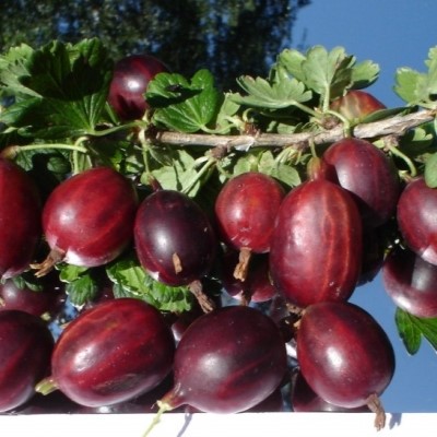 Крыжовник Черносливовый