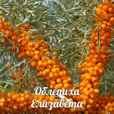 Облепиха Елизавета