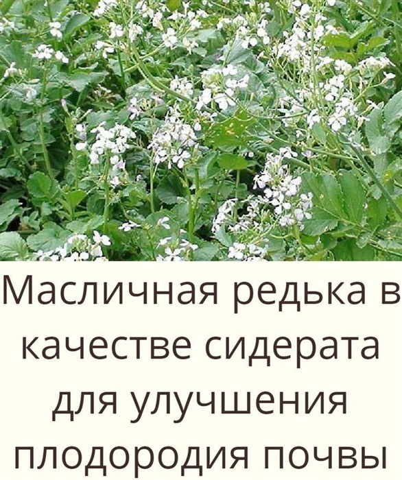 Редька масличная