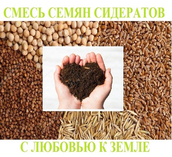 Смесь сидератов Листок