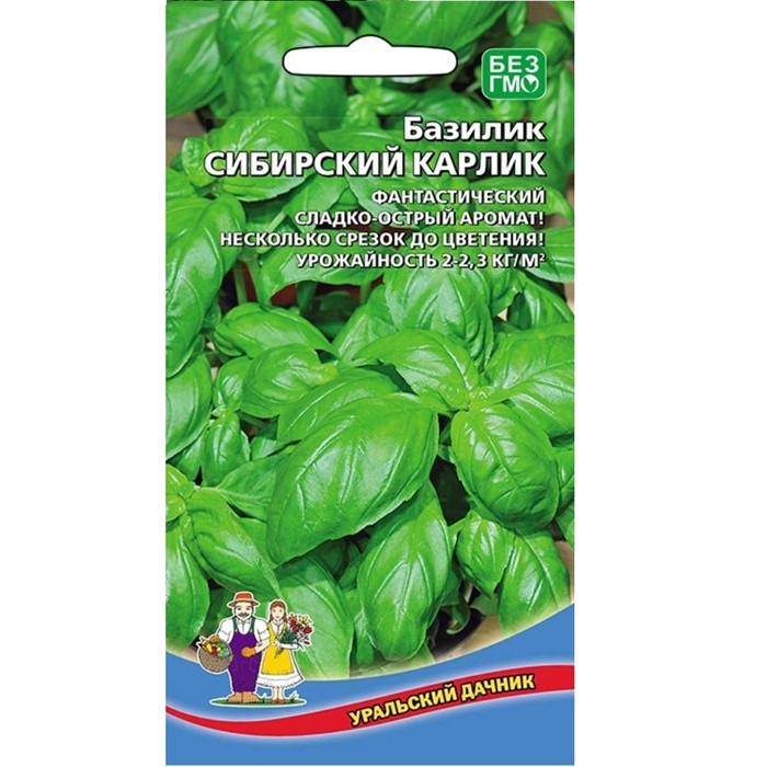 Базилик Сибирский карлик банка Уральский дачник