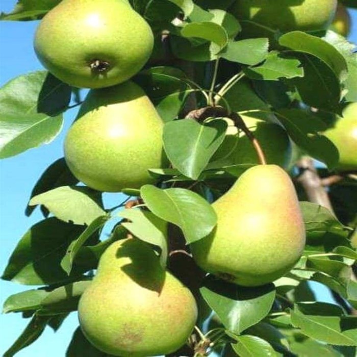 Груша колоновидная Нежность