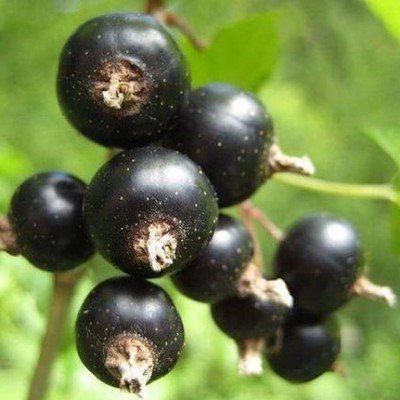 Смородина черная Сластена