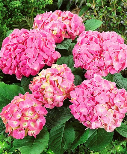 Гортензия крупнолистная Радость