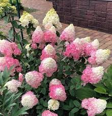 Гортензия метельчатая Сандей Фрейз