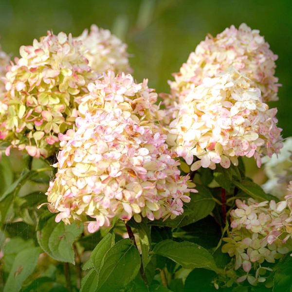 Гортензия метельчатая Фантом