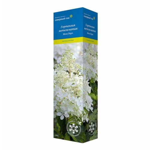 Гортензия метельчатая Селекшн