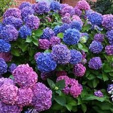 Гортензия крупнолистовая Букет Роуз