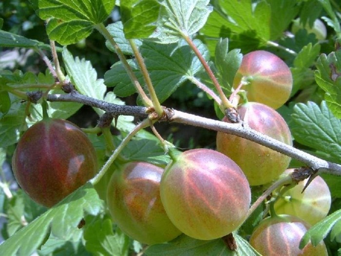 КРЫЖОВНИК МУРОМЕЦ