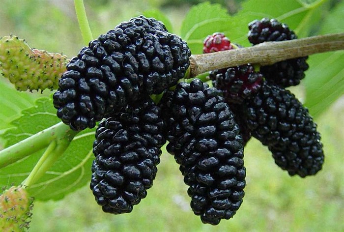 ШЕЛКОВИЦА ЧЁРНАЯ