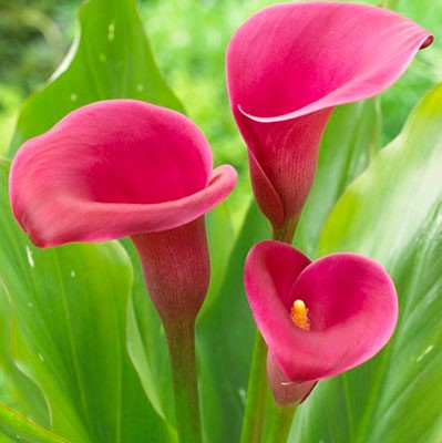 Калла Роял Плюм