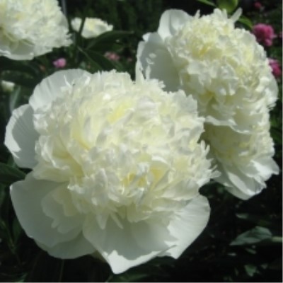 Пион Дачес Де Немурс молочноцветковый