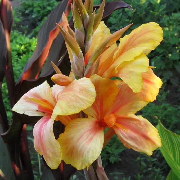 Канна Анжел Мартин