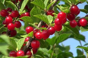 Вишня Царевна войлочная