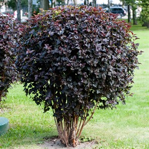 {{photo.Alt || photo.Description || 'Пузыреплодник Диабло красный'}}