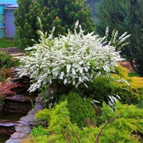 {{photo.Alt || photo.Description || 'Спирея Грефшейм (серая)'}}