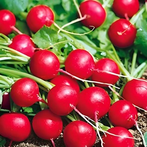 Редис Аленка 3 г Седек