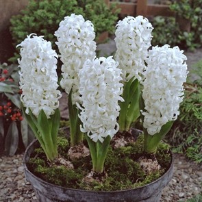 Гиацинты Айолос 3шт 17/18/ Hyacinthus Aiolos