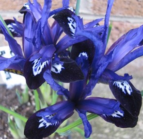 Ирис/Касатик сетчатый Блю Ноут 10шт 5+ / Iris reticulata Blue Note