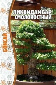 Ликвидамбар смолоностный  5шт ЧК