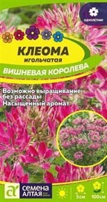 Клеома Вишневая Королева 0,3 гр Семена Алтая