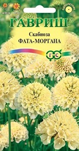 Скабиоза Фата-моргана темнопурпурная  махровая  7шт ГШ