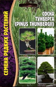 Сосна Тунберга (Pinus thunbergii)  10шт	ЧК