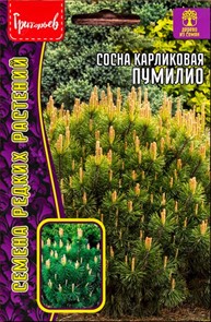 Сосна Пумилио карликовая 10шт ЧК