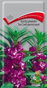 Бальзамин Том Самб фиолетовый 0,1гр Поиск