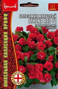 Бальзамин  Athena Red F1 (Уоллера)5сем Григорьев