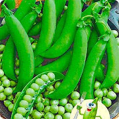 Горох Сахарная вкусняшка 10гр. Престиж семена" Горох Сахарная вкусняшка 10гр. Престиж семена"