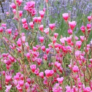 Кларкия Наша радость 0,1гр/10