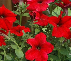 Петуния Марика F1 7шт Аэлита