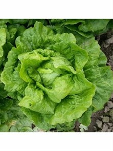 Салат Невский айсберг 0,1 г Аэлита