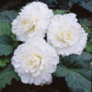 Бегония Фимбриата Вайт 2шт 4/5