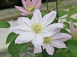 Клематис Этуаль Накри(Clematis Etoile Nacree)