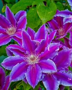 Клематис Акаиши (Clematis Akaishi)