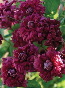 Клематис Пурпуреа Плена Элеганс махровый(Purpurea Plena Elegans)